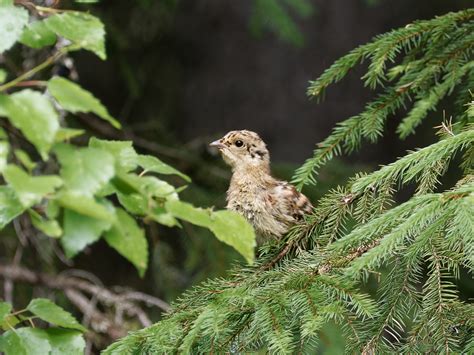 Juvenile hazel grouse | BirdForum