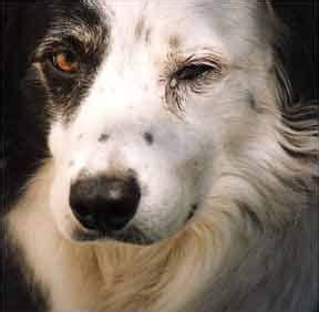 Causes of Canine Conjunctivitis and Treatment Options - Whole Dog Journal