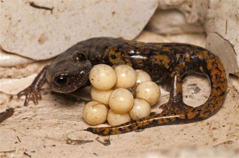 Salamander Eggs: Guide To Identifying Reptile Reproduction | Kidadl