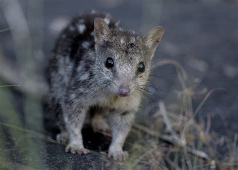 The Northern Quoll - True North Adventure Cruises