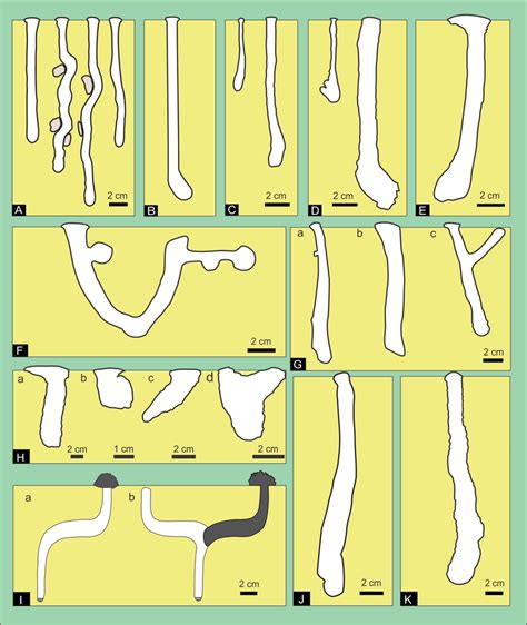 Compilation of previous descriptions of wolf spider burrows. (A ...