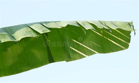 Banana tree leaves stock photo. Image of green, fruits - 108283812