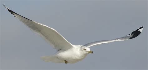 Ring-billed Gull | San Diego Bird Spot