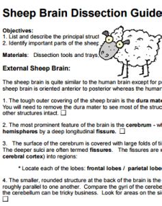 Sheep Brain Dissection Guide