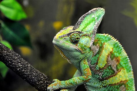 Best Small Pet Lizards | Keeping Exotic Pets