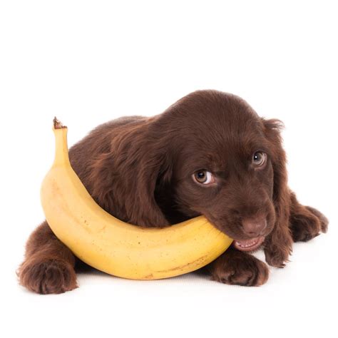 Bananas for Dogs: Benefits and Yummy Treat Recipes for Your Dog - Volhard Dog Nutrition