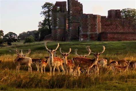 Outdoor concerts at Bradgate Park - COOL AS LEICESTER