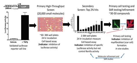 High throughput screening (HTS) to identify novel inhibitors of scarring - Research Projects ...