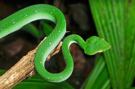 JackJones Blog: Venomous Snakes in the Philippines