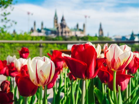 How to Visit the Ottawa Tulip Festival - The Best & Biggest