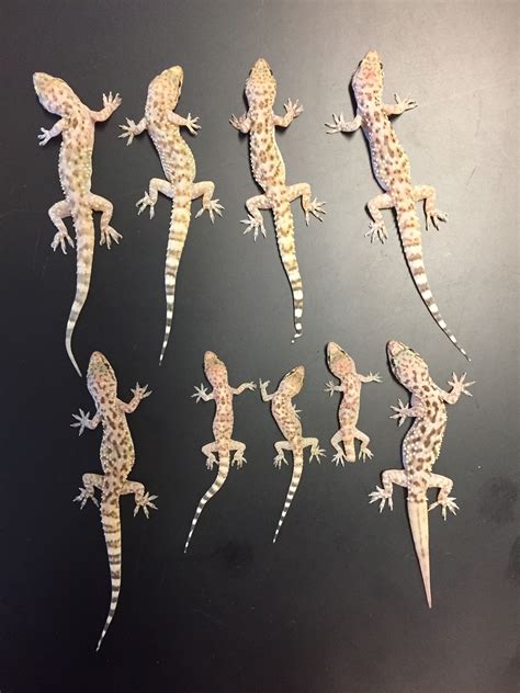 Gecko Collection: A Vital Resource – The Academy of Natural Sciences