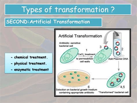 Transformation in bacteria