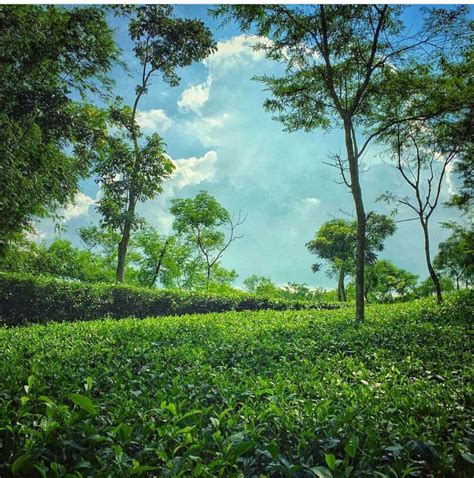 A tea garden in Sylhet, Bangladesh. | Tea garden, Garden photography ...