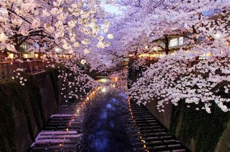 Japan's 12 Amazing Cherry Blossom Tunnels 2019 | WOW U-media