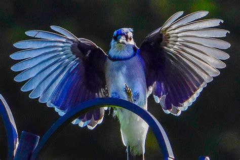 Blue Jay with Wings Spread — Rob Swanson Photography