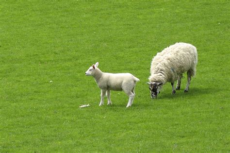 Sheep And Her Baby Free Stock Photo - Public Domain Pictures