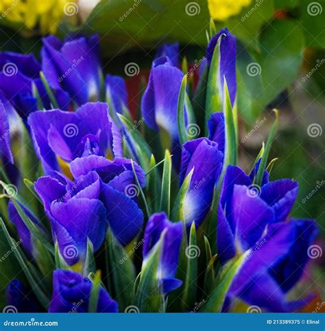 Blue Iris Flower Background, Fragrant. Stock Image - Image of background, purple: 213389375