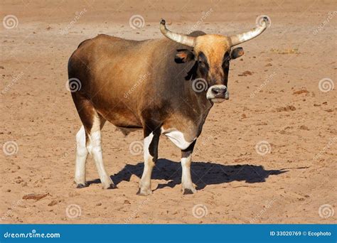 Sanga bull stock image. Image of large, domesticated - 33020769