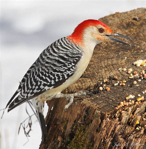 Nature's Splendor: Backyard Birds