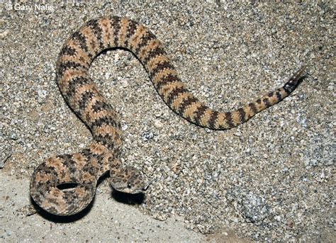 Crotalus pyrrhus (Southwestern speckled rattlesnake) (Crotalus mitchellii pyrrhus)