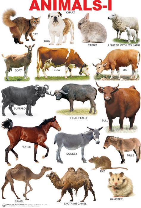 Pics For > Farm Animals Chart