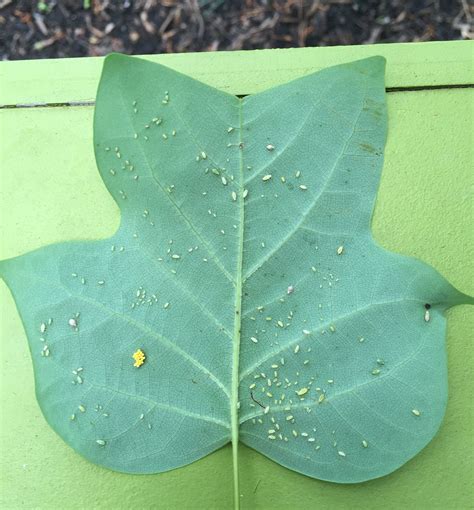 Aphids and natural enemies on tulip poplar | NC State Extension