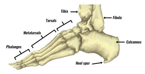 Heel Spur - Symptoms, Causes, Treatment & Exercises