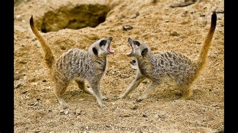 Meerkat Vs Meerkat Deadliest fight - Nat Goe Wild - YouTube