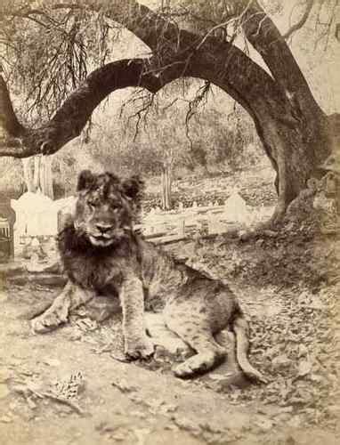 When did the Barbary lion fall extinct in the wild? | Barbary Lion