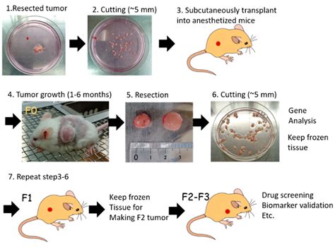 Cells | Free Full-Text | Application of Highly Immunocompromised Mice for the Establishment of ...