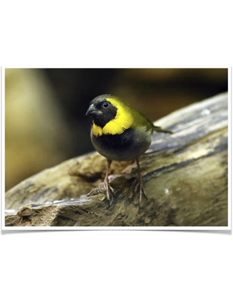 Buy Cuban Melodius Finch Online Novan Bird's For Sale