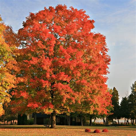 Red Sunset Maple Tree – Green Thumbs Garden