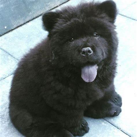 Black Chow Chow Puppies