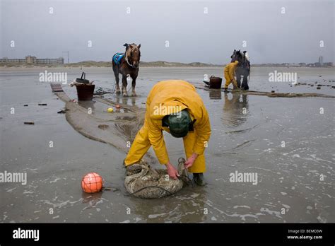 Draught animal hi-res stock photography and images - Alamy