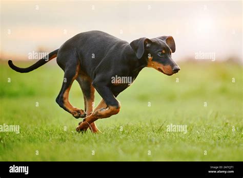 running Doberman puppy Stock Photo - Alamy