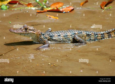 Baby Spectacled Caiman Close Up in Tortuguero National Park, Costa Rica, Central America Stock ...