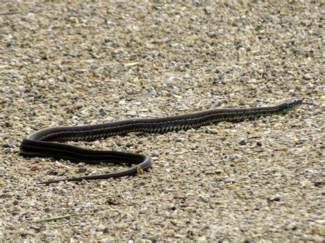 Common Garter Snake | Prairie Wolf Slough FP, Lake County Il… | Flickr