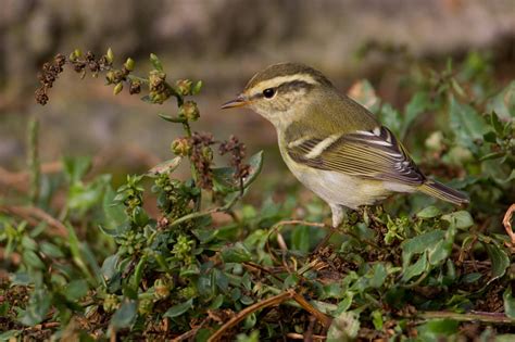 Yellow-browed Warbler by Martyn Sidwell - BirdGuides