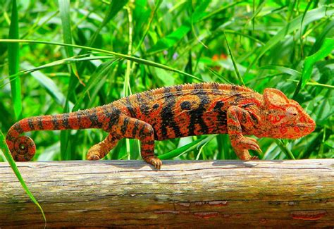 The Oustalet's or Malagasy Giant Chameleon | Chameleon lizard, Cool pets, Animals