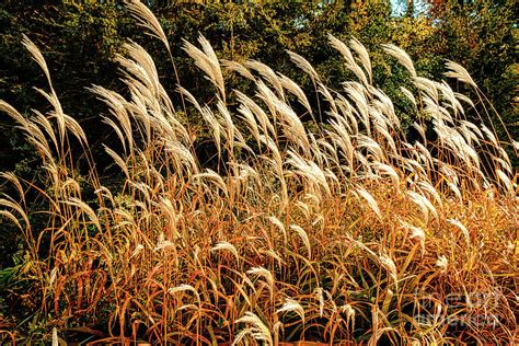 Silver Grass 2 Photograph by Robert Alsop - Fine Art America