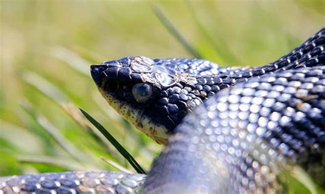 6 Black Snakes in New Hampshire - A-Z Animals