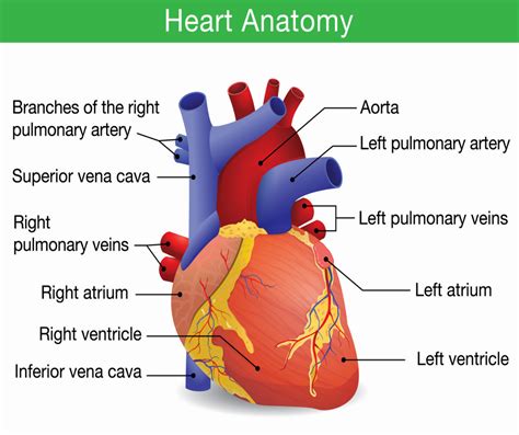 Cardiac Arrest – Human heart anatomy | Online CPR & First-Aid Certification Courses