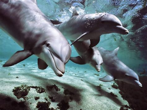 India Declares Dolphins "Non-Human Persons", Dolphin shows BANNED.