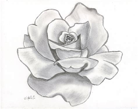 Pencil Sketch Pictures Of Flowers at PaintingValley.com | Explore collection of Pencil Sketch ...