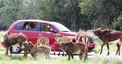 Fossil Rim Wildlife Center In Texas Is A Fun Day Trip For The Whole Family