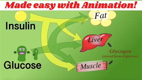 Insulin, glucagon, & glycogen regulation. (Made simple with animation ...