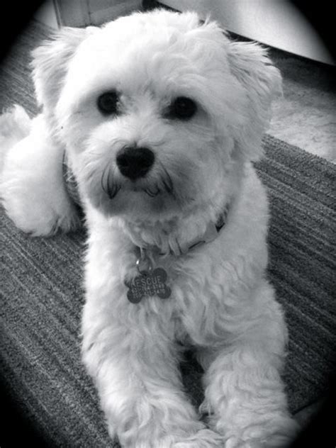 181 best Havanese Rescue Dogs images on Pinterest | Havanese, Rescue dogs and Adoption