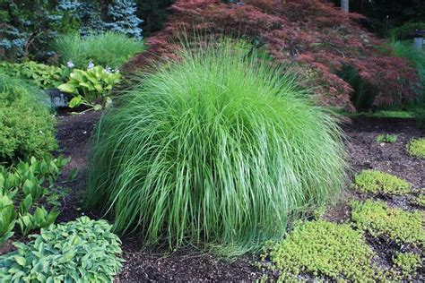 Pennisetum alopecuroides ‘Hameln’ - Hickory Hollow Nursery and Garden ...