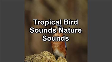 Bird Music Nature Music Loopable - YouTube