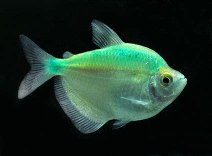 Freshwater Tropical Fish Tetras at Best Price in Bangkok, Bangkok | bangkokaquarium